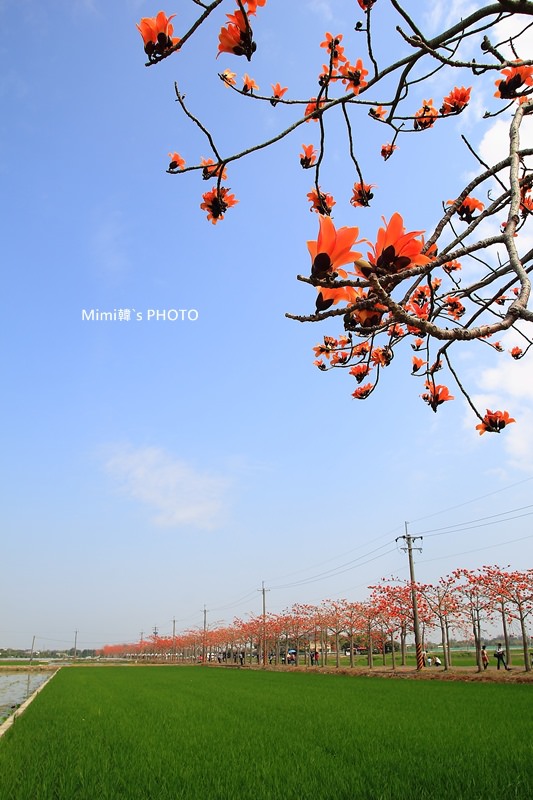 白河木棉花14.JPG