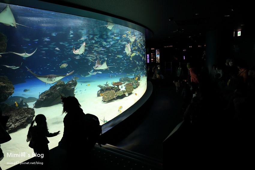 池袋太陽城水族館-26.jpg