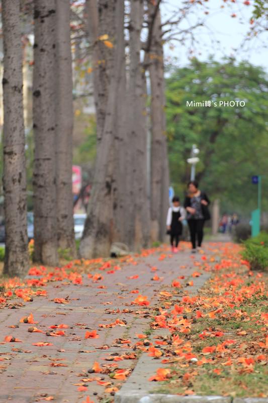 東豐路木棉花8.JPG
