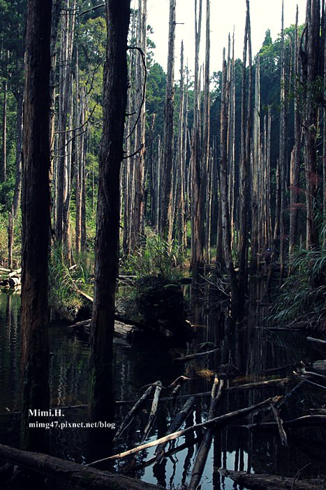 南投鹿谷忘憂森林8.JPG 南投鹿谷忘憂森林8.JPG