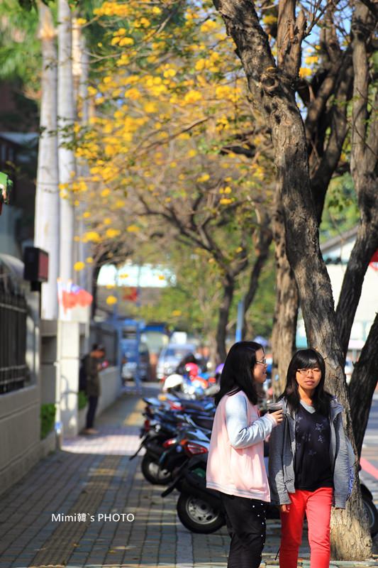 台南風鈴花15.JPG