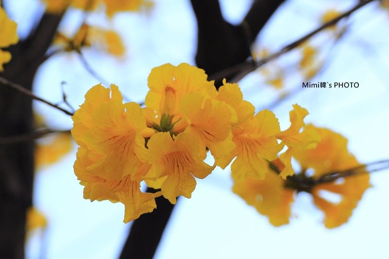 台南風鈴花17.JPG