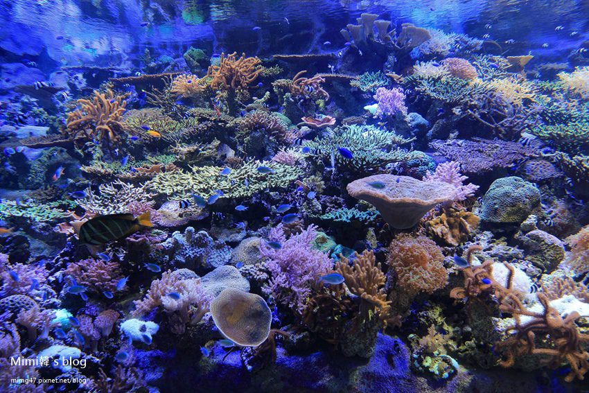 名古屋水族館-46.jpg