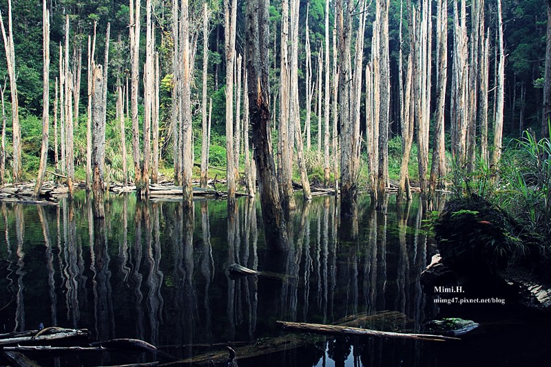 南投鹿谷忘憂森林16.JPG 南投鹿谷忘憂森林16.JPG