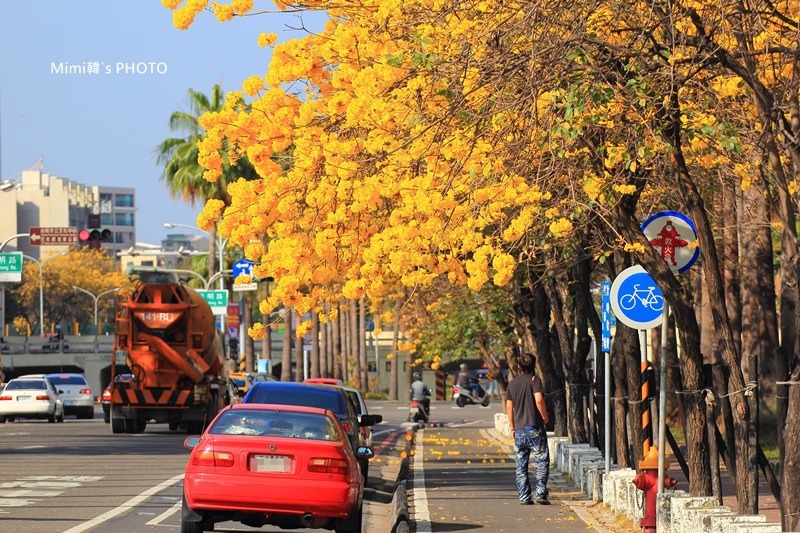 台南風鈴花27.JPG