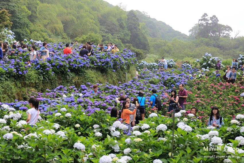 竹子湖繡球花-25.jpg