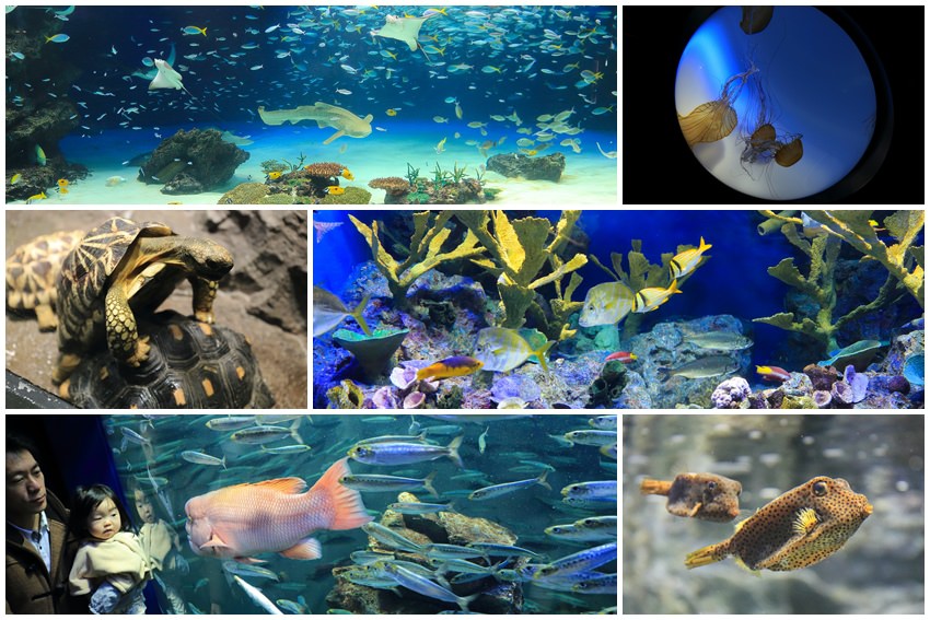 池袋太陽城水族館-30.jpg