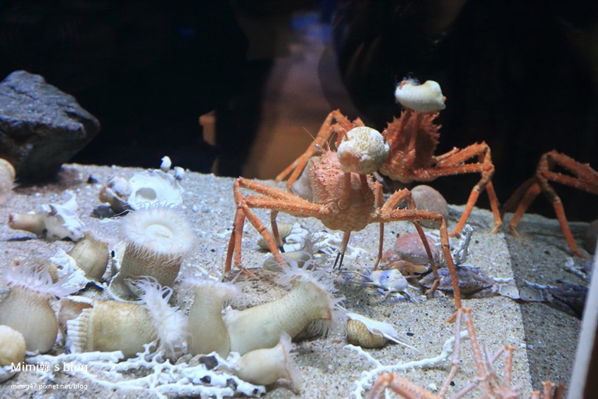名古屋水族館-43.jpg
