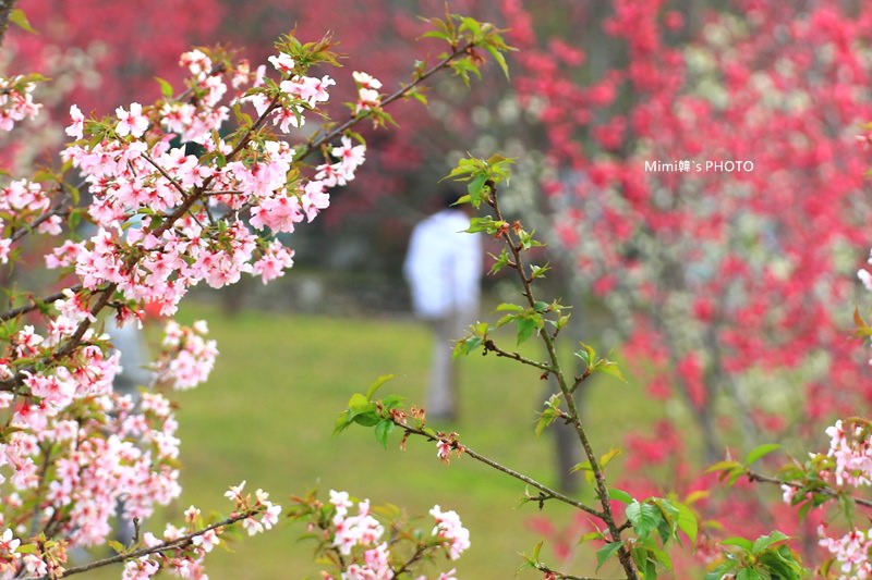 小半天櫻花19.JPG