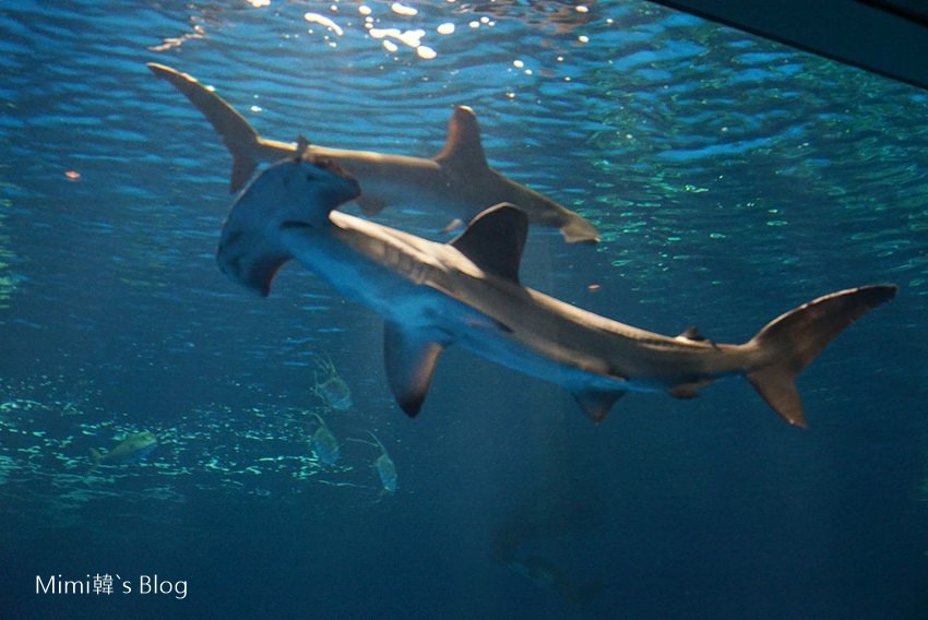 1489236747445-9.jpg 1489236747445-9.jpg