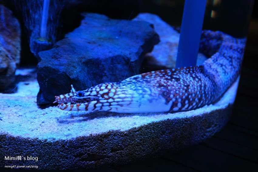 名古屋水族館-36.jpg