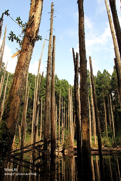 南投鹿谷忘憂森林11.JPG 南投鹿谷忘憂森林11.JPG