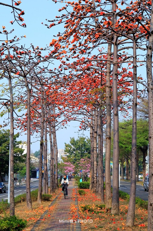 東豐路木棉花9.JPG