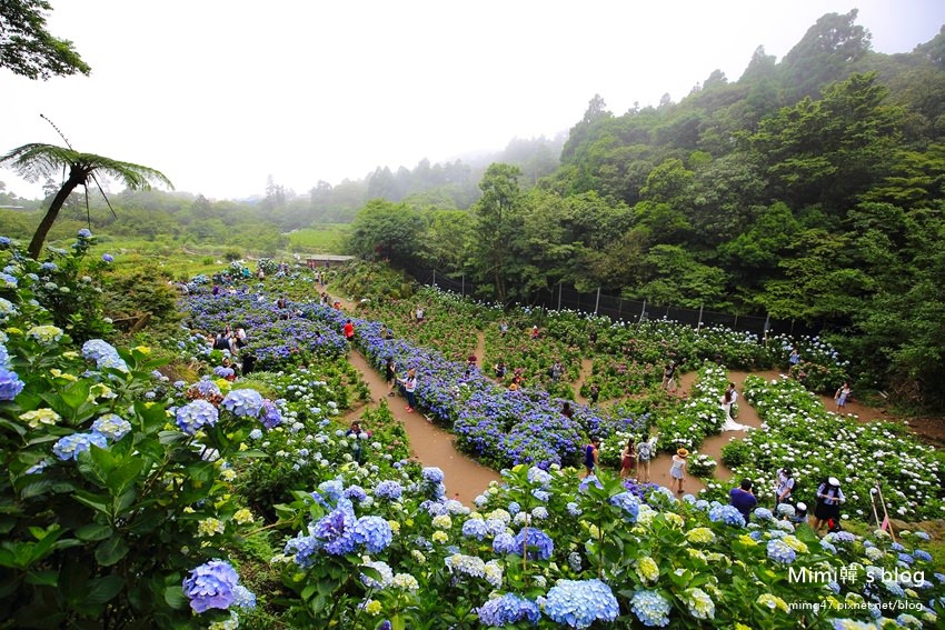 竹子湖繡球花-21.jpg