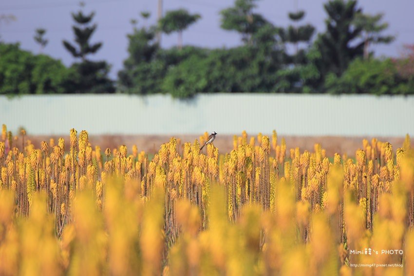 台南景點-安南蘆薈花田-22.jpg
