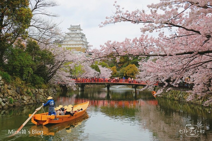 【京都賞櫻 x 大阪賞櫻】京阪賞櫻行程安排／重要景點／旅遊保險推薦，櫻花看到吐之旅