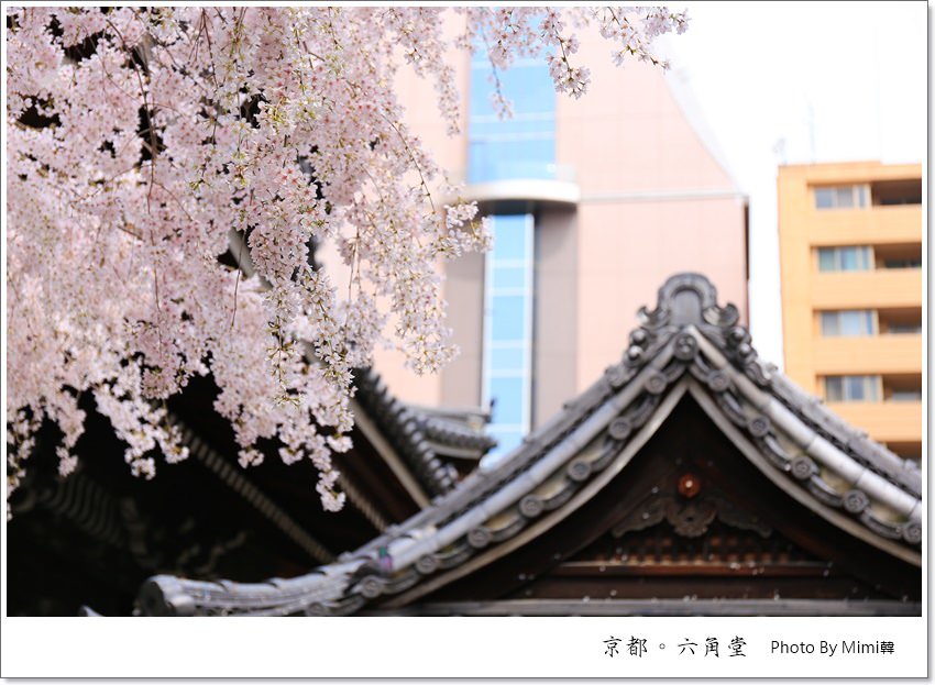 【京都賞櫻景點】六角堂星巴克：Starbucks喝咖啡賞櫻花，再愜意沒有了。