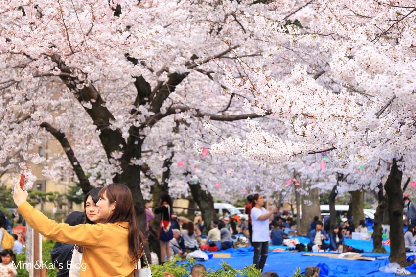 【名古屋賞櫻景點】鶴舞公園：日本百大櫻花名所，1200株櫻花齊放威力驚人～