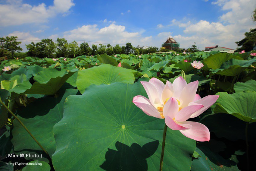 【台南景點】白河．店仔口 x 蓮巴達小旅行：賞蓮花、學荷染、縫虎仔包，來白河也能這樣玩~