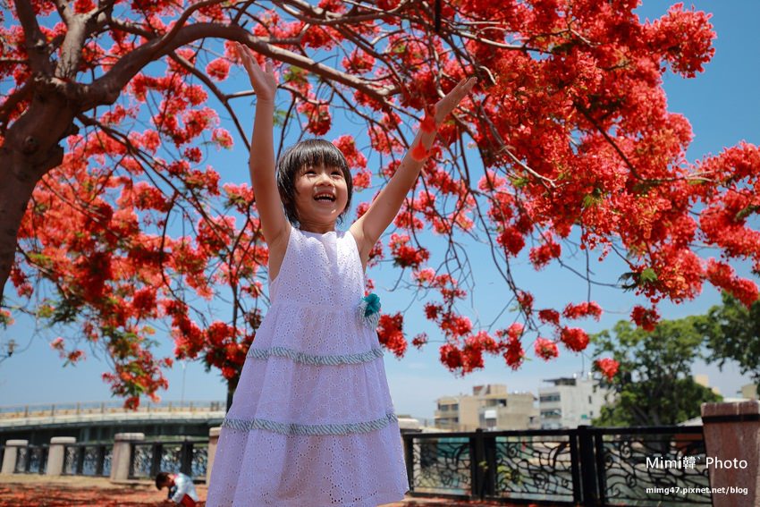 【台南景點】安平運河畔鳳凰花(5~6月)：畢業季來臨，府城鳳凰花火紅大爆發，鳳凰城裡賞花更有味道唷~