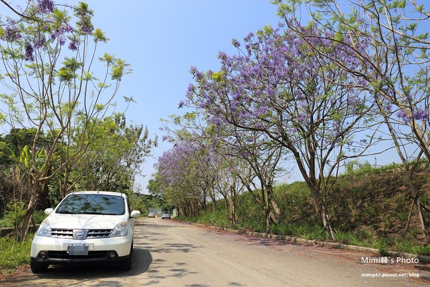 【嘉義景點賞花】藍花楹隧道，圓林仔社區油桐花：春天就是愛賞花，兩種美麗色彩一次滿足~