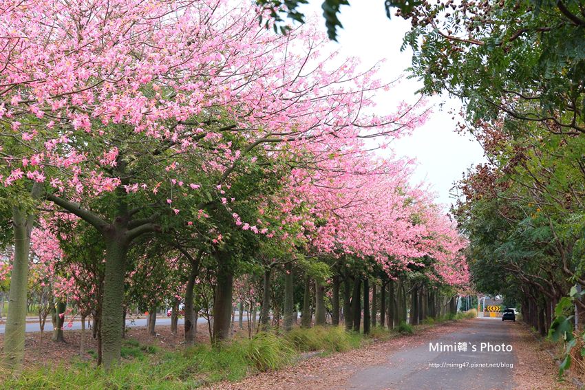 【雲林賞花景點】虎尾農博旁建成路：激似櫻花大道!! 原來美人樹盛開也可以很美~