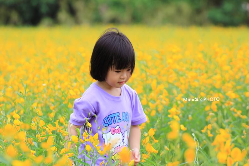 【墾丁景點】墾丁南灣、船帆石海灘玩沙踏浪。旅途中巧遇的燦爛花海，美不勝收。