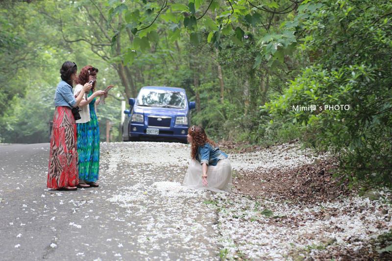 【苗栗銅鑼】雙峰山慈惠堂桐花步道：沿路片片花毯，人車都少的賞桐地點。