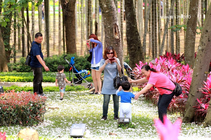 【苗栗銅鑼】桐花公園(客家大院)：四月雪油桐花地毯