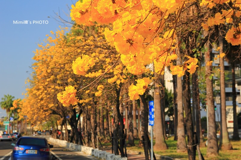 【台南賞花】黃金風鈴木(2-3月)：春天降臨府城市區裡出現燦爛的金黃美景~ 南英商工、台南大學、林森路週邊區域~