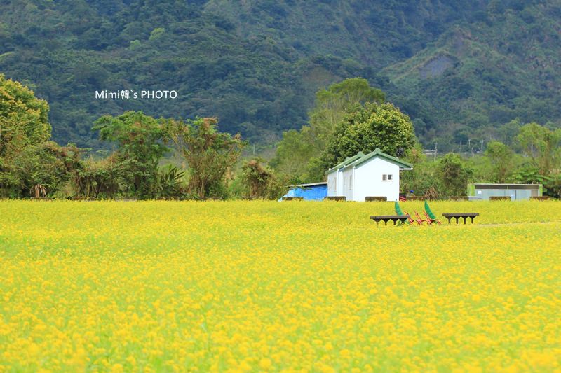 【花蓮景點】大農大富平地森林園區：花東縱谷間出現的蓊鬱森林、美麗花海~